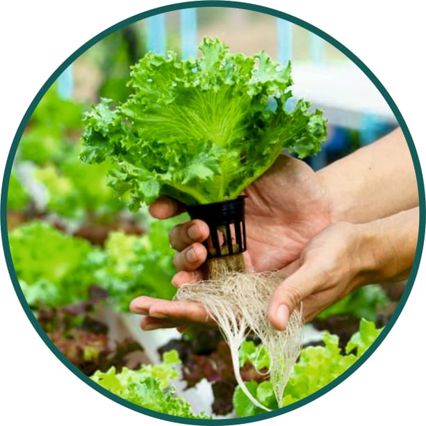 aquaponics