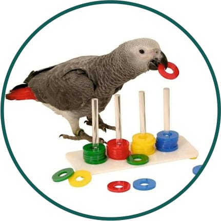 Bird Accessories