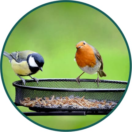 Bird Food