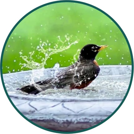 Bird Baths
