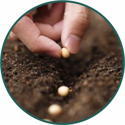 Plant Seeds