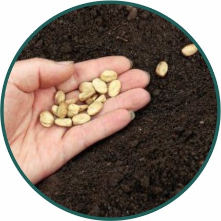 Vegetable Seeds