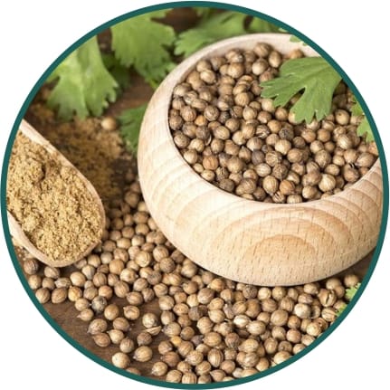 Herbs & Spices Seeds