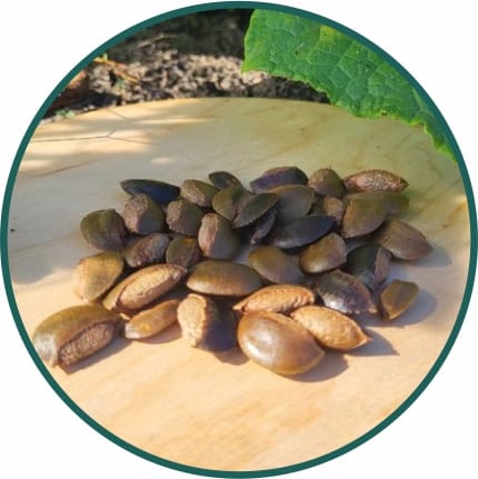 Fruits Seeds