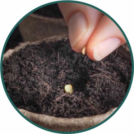 Flower Seeds