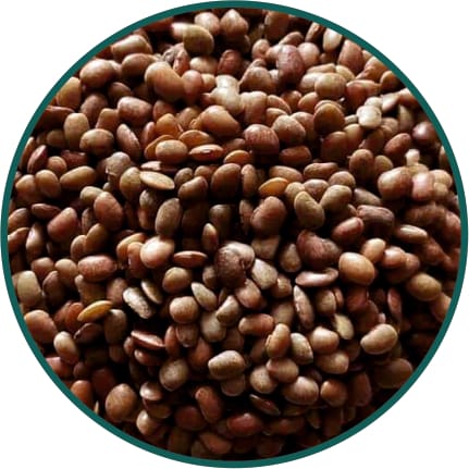Horse Dal / Gahat Dal/ Kulath/ Kulthi Dal