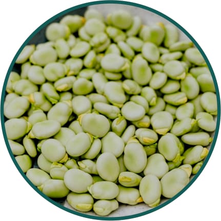 Fava Beans