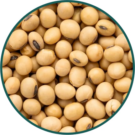 Soyabean