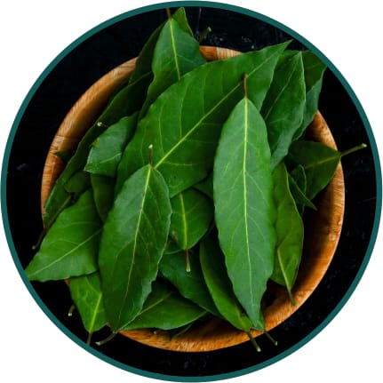 Kaffir Lime Leaves