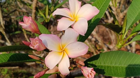 Prema Nature | Frangipani Cuttings | Madison I