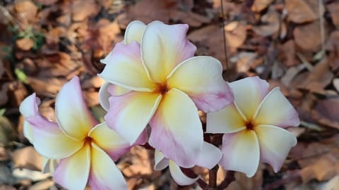 Prema Nature Frangipani Cuttings | Madison II