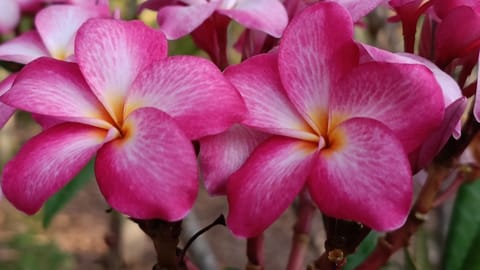 Prema Nature Frangipani Cuttings | Mill Eyes