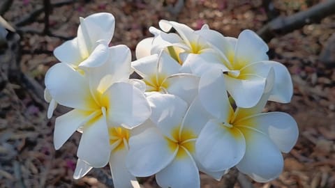 Prema Nature Frangipani Cuttings | Obtusa Snow