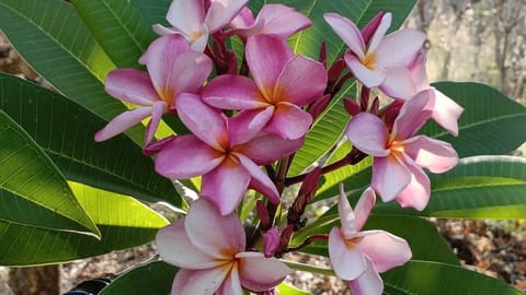 Prema Nature Frangipani Cuttings | Orange Pink