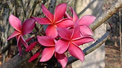 Prema Nature Frangipani Cuttings | Star Pink