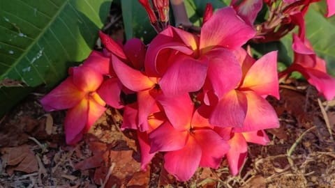 Prema Nature Frangipani Cuttings | Tutti Frutti