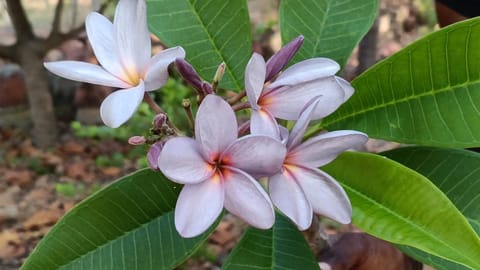 Prema Nature Frangipani Cuttings | Violet