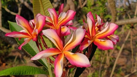 Prema Nature Frangipani Cuttings | Yellow Sorbet